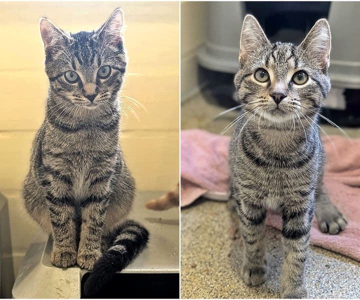 Foto von Umpa und Lumpa, unser Tigerpärchen