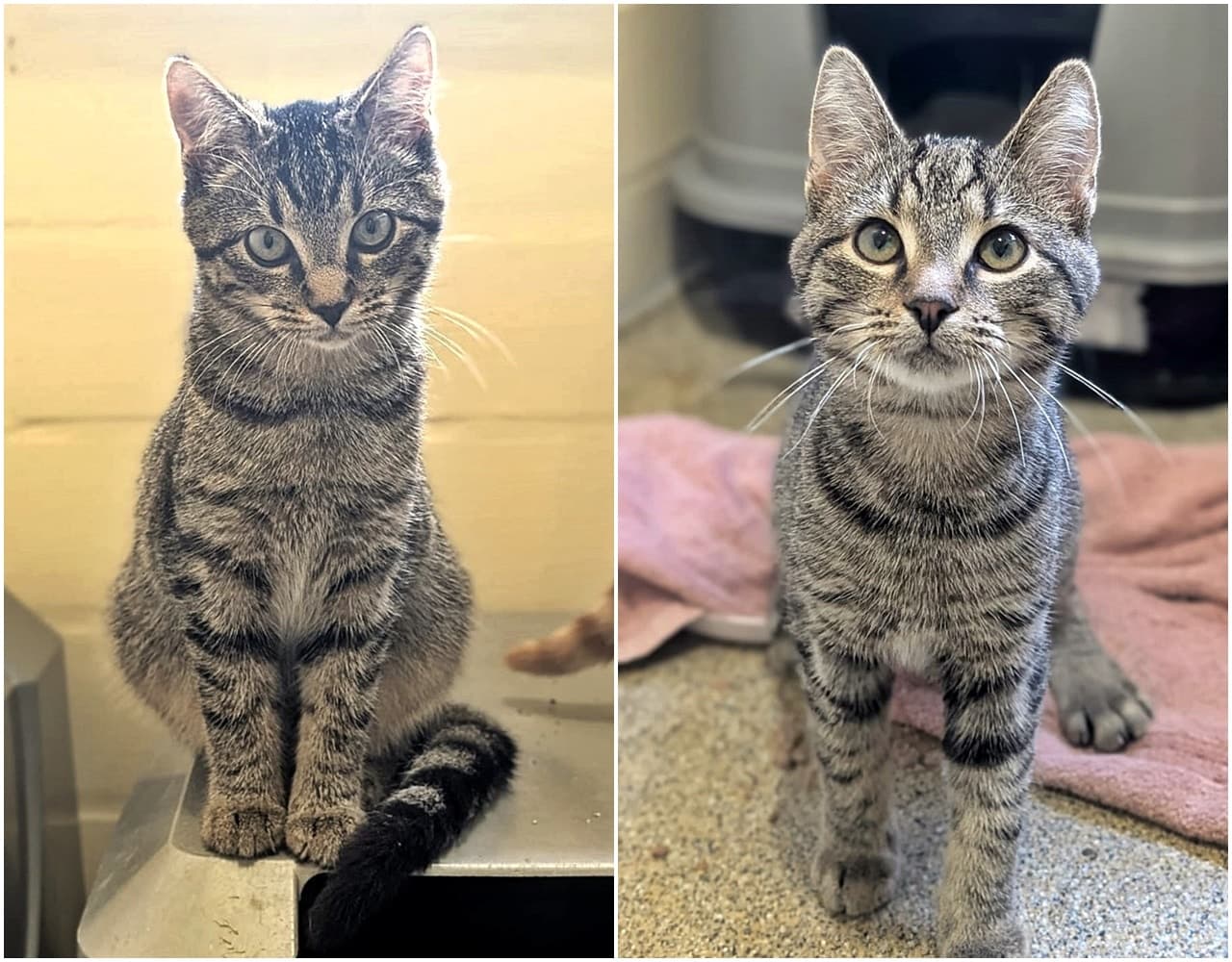 Foto von Umpa und Lumpa, unser Tigerpärchen