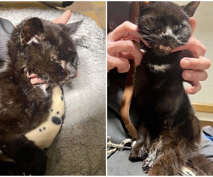 Unfallkatze aus Bocholt sucht Besitzer