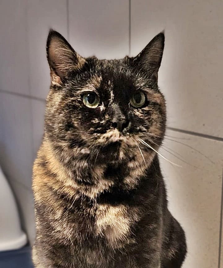 Foto von Junge Mama-Katze Vaiana