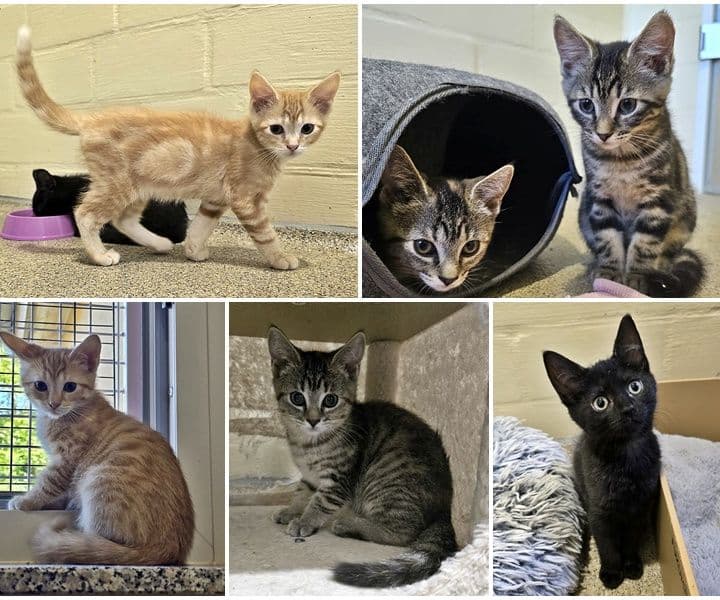 Unsere ersten Kitten stehen zur Vermittlung