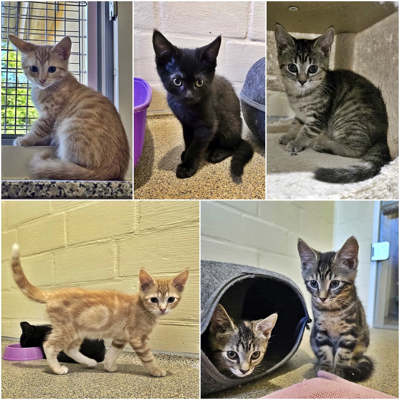 Foto von Vaianas sechs Kitten (fünf sind vermittelt)
