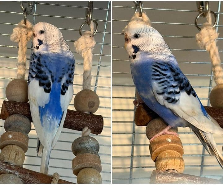 Fundsittich- Besitzer gesucht
