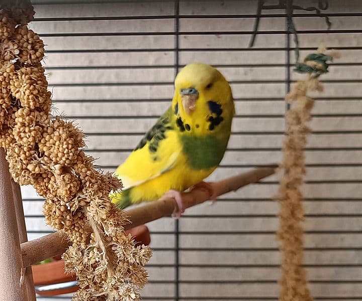 Foto von schöner gelb-grüner Wellihahn Nicki