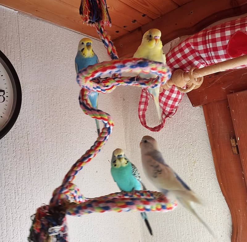 Inola und Yakari haben ein tolles Leben
