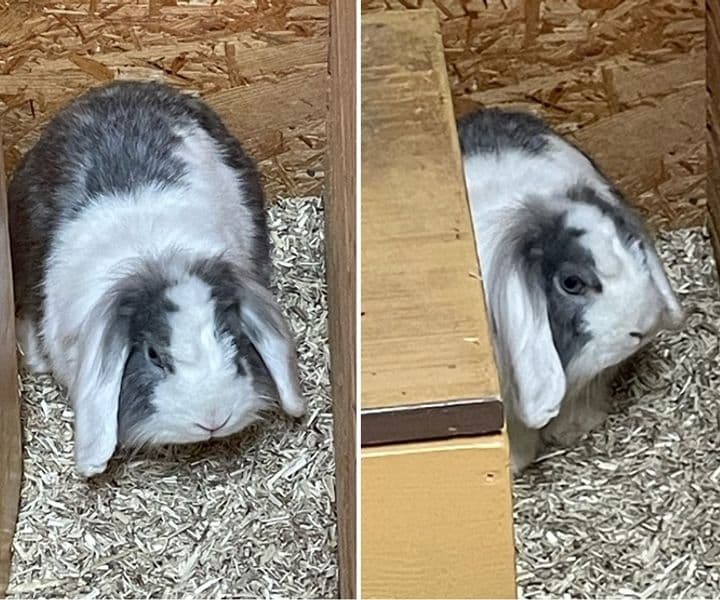 Kaninchen in Isselburg vermisst?