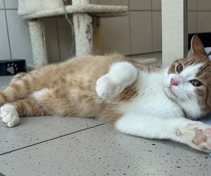 Foto von Traumkater Willi