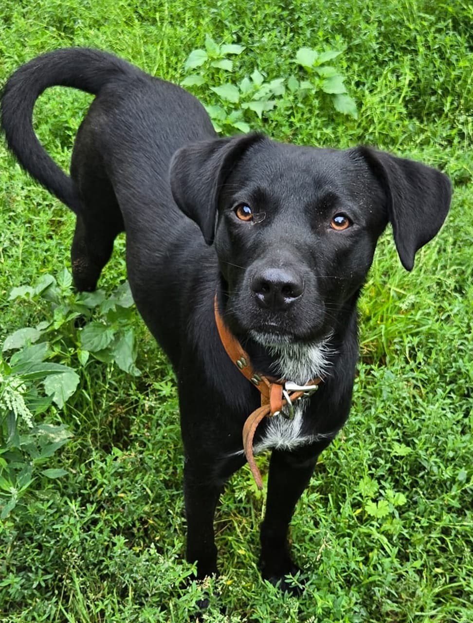 Foto von Woody, unser Gute-Laune-Hund