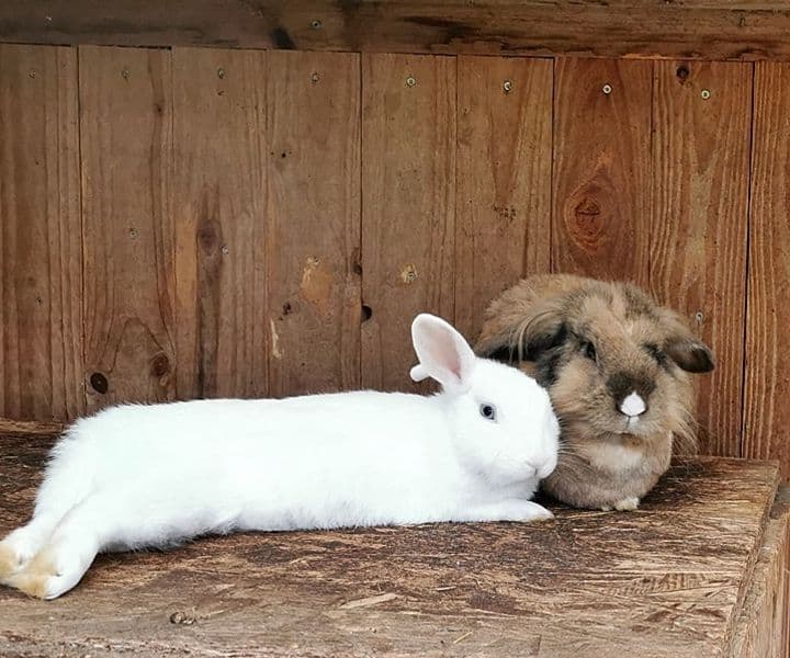 Kaninchen Yuki hat sich sehr gut eingelebt