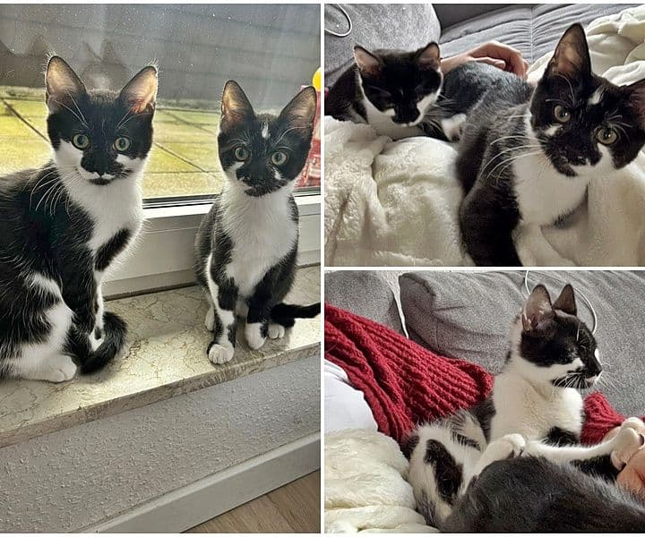 Und zwei glückliche Katzenpärchen :-)