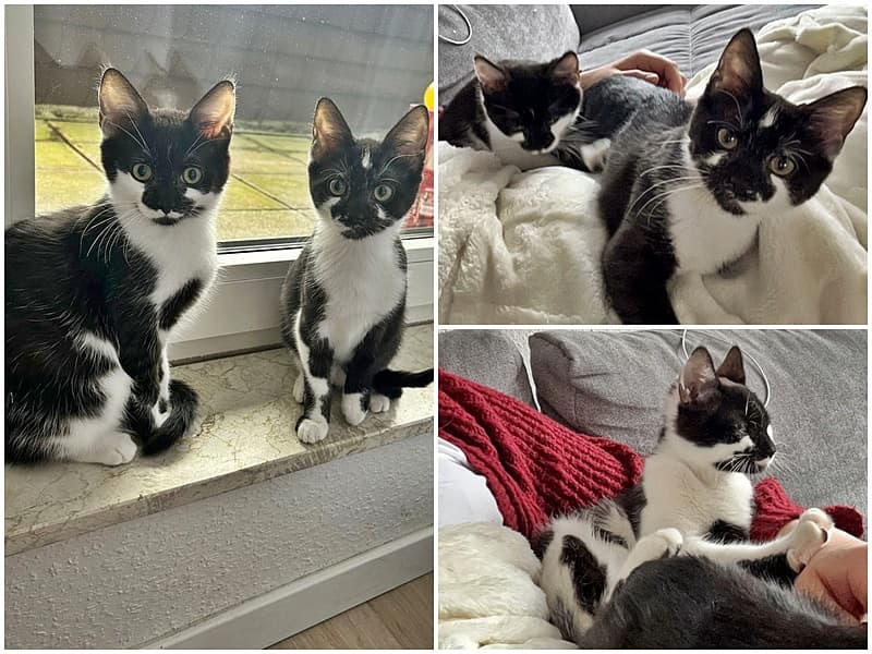 Und zwei glückliche Katzenpärchen :-)