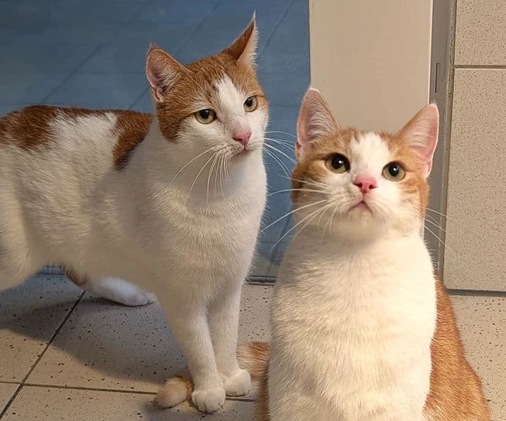 Foto von mit Zander und Zingel wird es nie langweilig (feline Coronavirus-Träger)