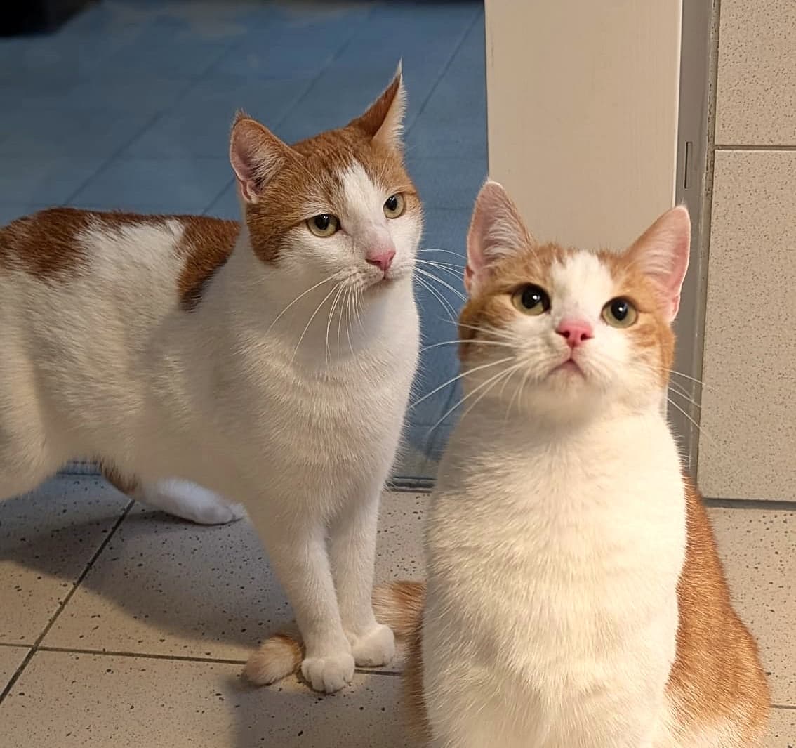 Foto von mit Zander und Zingel wird es nie langweilig (feline Coronavirus-Träger)