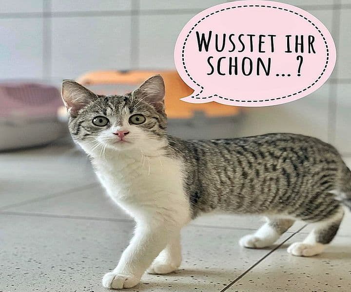 Katzenbesitzer, aufgepasst!