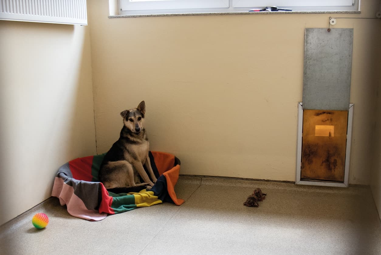 Hundehaus, Bild 2