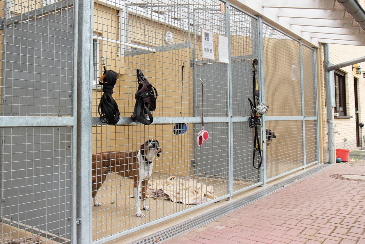 Hundehaus, Bild 4