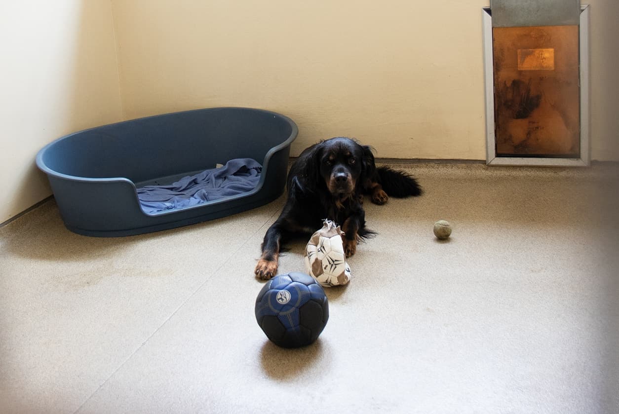Hundehaus, Bild 6