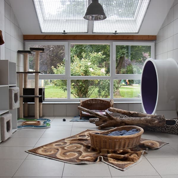Katzenzimmer mit Kratzbaum und Fenster