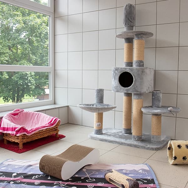 Zimmer der Katzenpension mit Spielmöglichkeiten