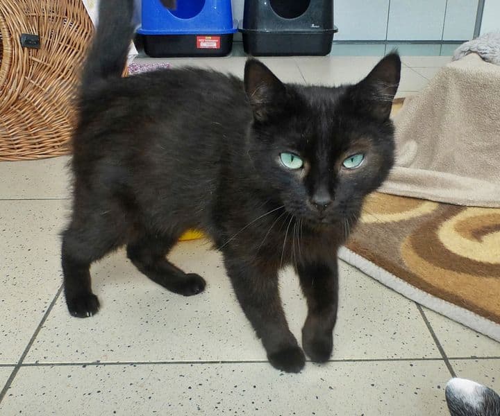 Foto von kleiner Kater Aggroli