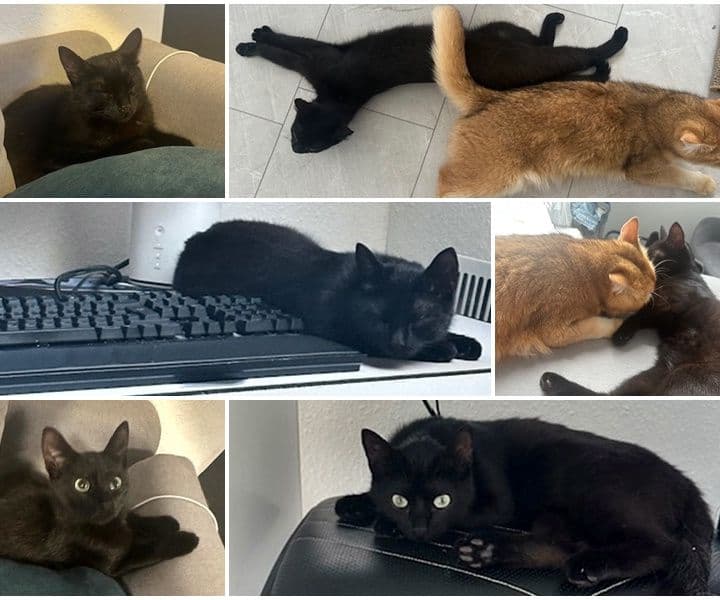 Kater Ben ist im neuen Zuhause eine Bereicherung