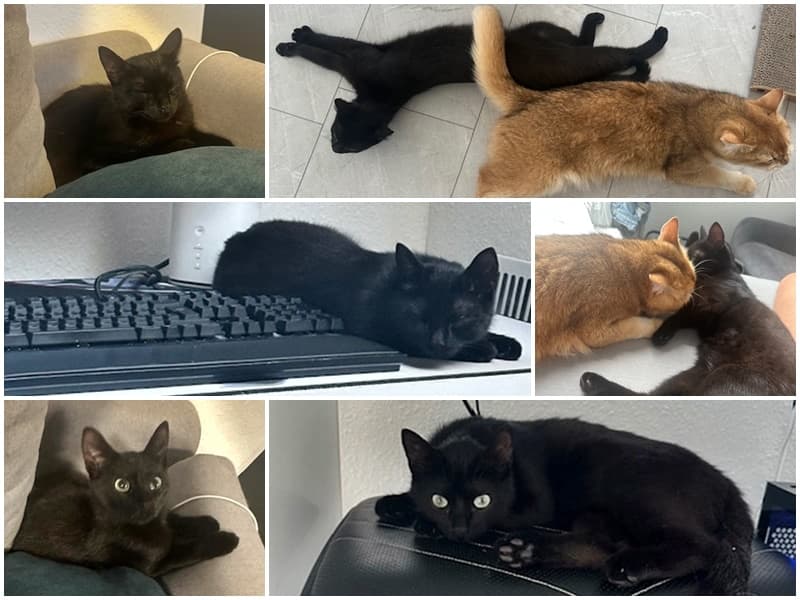 Kater Ben ist im neuen Zuhause eine Bereicherung