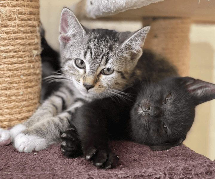 Unsere Kitten möchten umziehen!