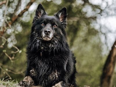 Foto von Buddy wird zum Notfall