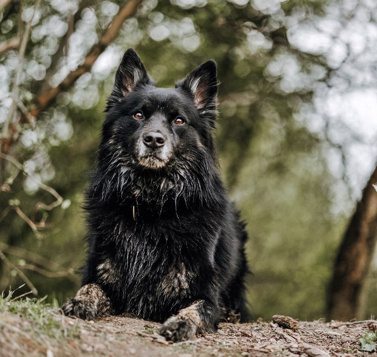 Foto von Buddy wird zum Notfall