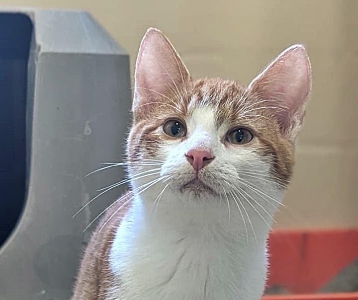 Foto von Verspielter Dandelion sucht einen Partner