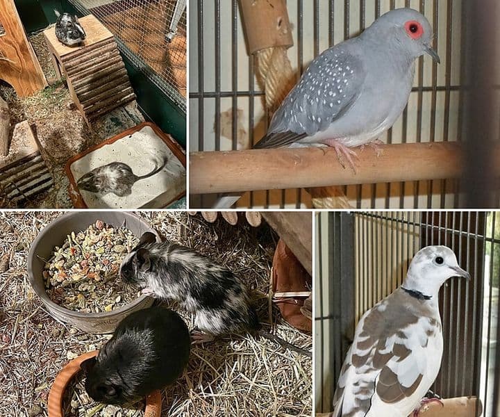 Täubchen und Degus suchen ein artgerechtes Zuhause
