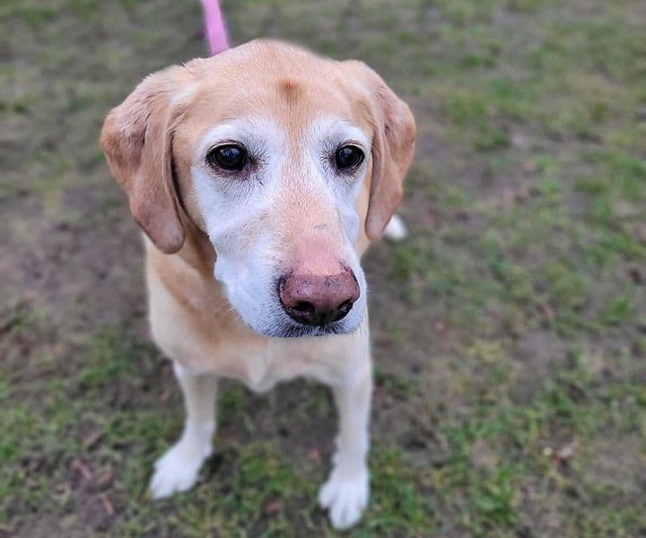 Hunde-Oma Diva sucht wieder eine Gnadenstelle - als Einzelhund