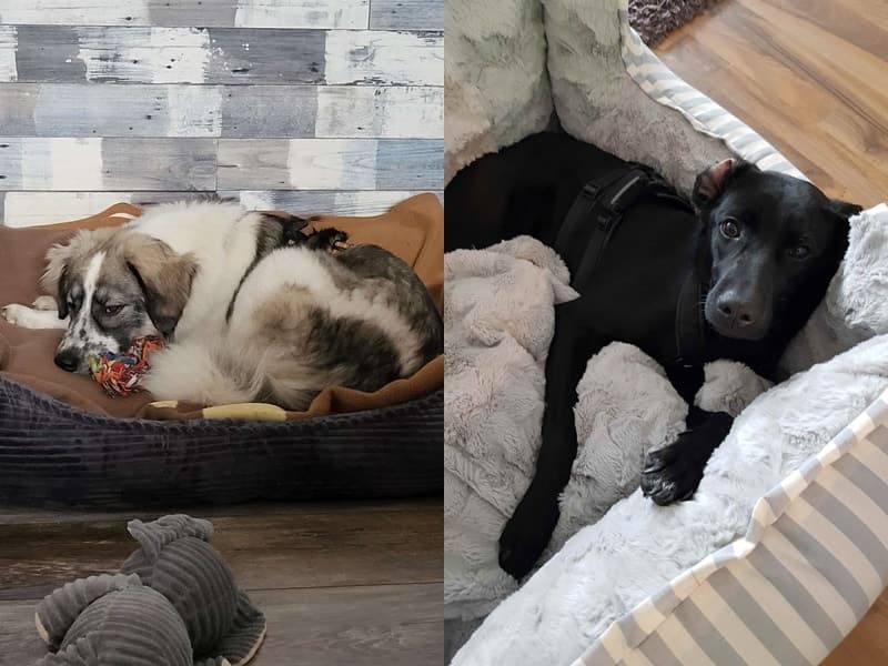 Enya und Stina (jetzt Frieda) haben ihr Körbchen gefunden
