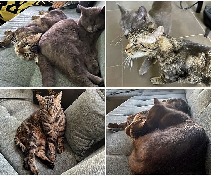 Kater Feivel ist angekommen :-)