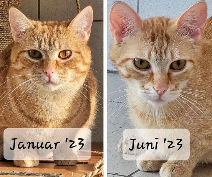 Unser Kater Ferrero baut immer mehr ab!