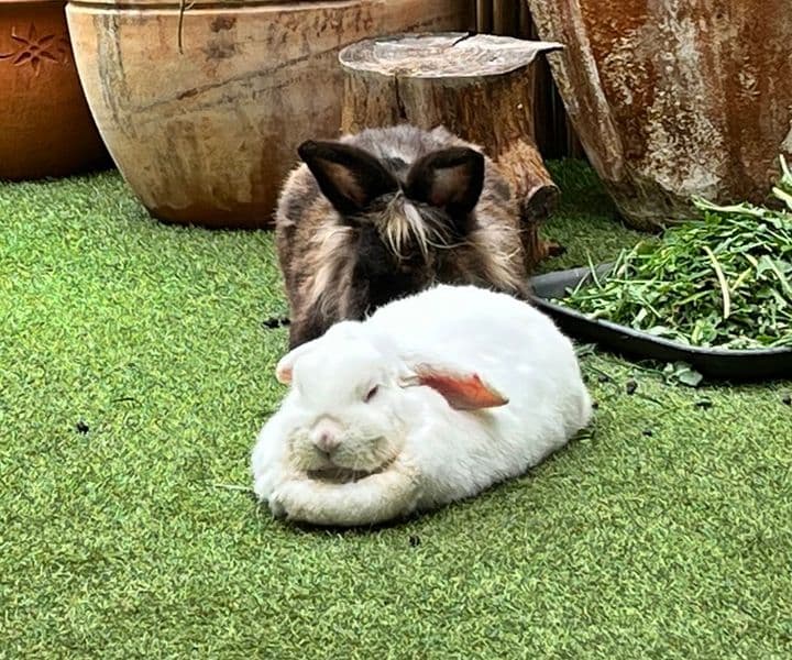 Grüße von Kaninchen Flocke