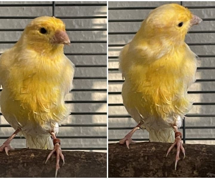 Kanarienvogel wurde gefunden