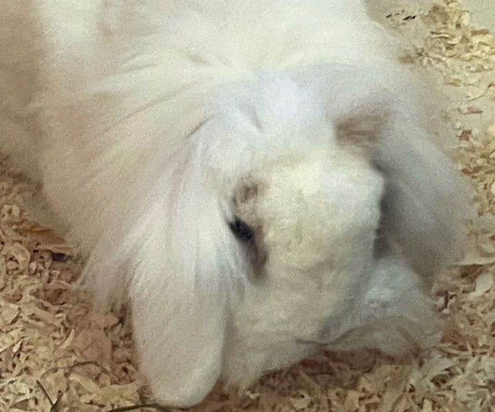 Wer kennt dieses Kaninchen?