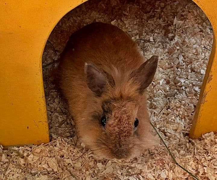 kleines Kaninchen gefunden