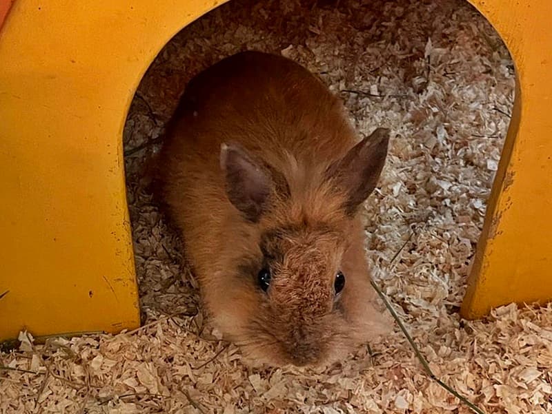 kleines Kaninchen gefunden