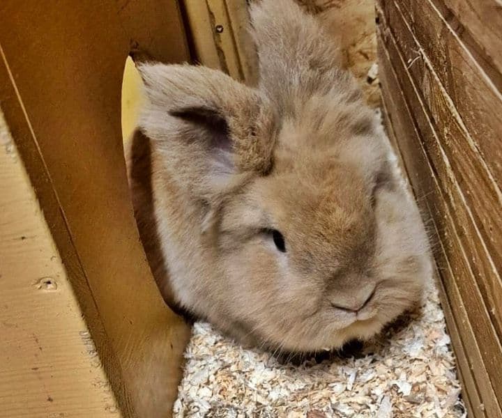 Kleines Kaninchen sucht seine Familie