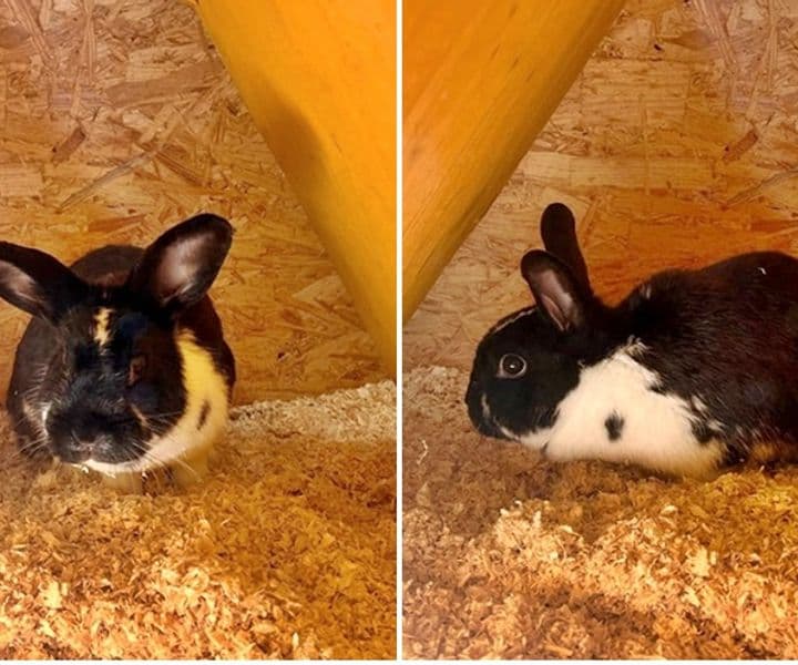 Wer vermisst dieses zutrauliche Kaninchen?