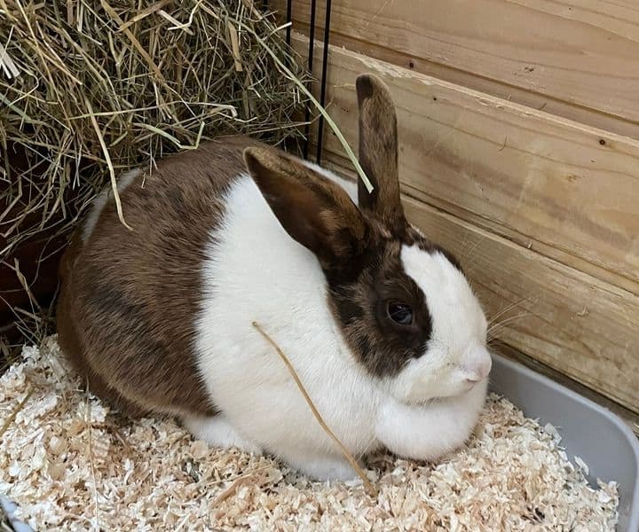 Fundkaninchen aus Bocholt - wer kennt es?