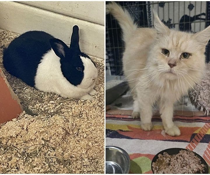 Fundkaninchen und Fundkatzen