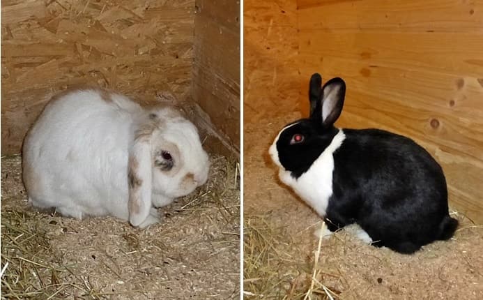 Zwei Fundkaninchen
