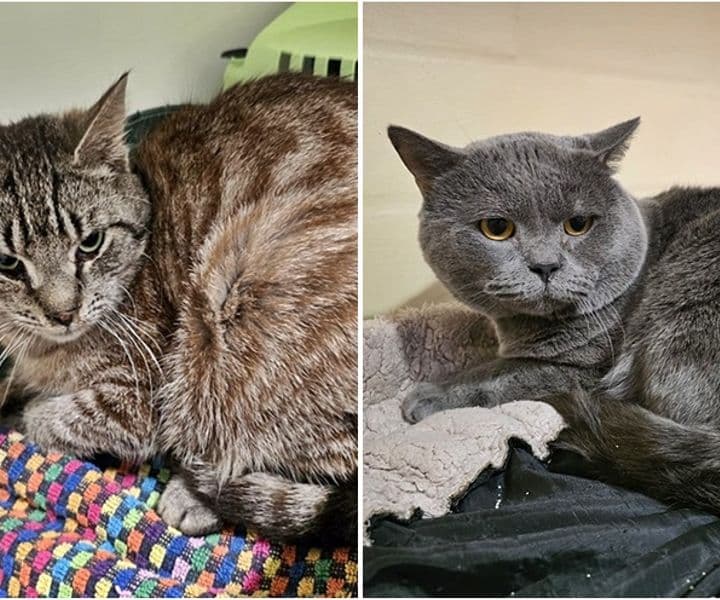 Fundkater aus Isselburg und aus Rees
