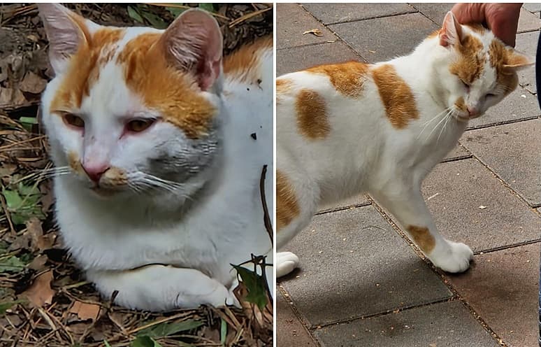 Und schon wieder ein neuer Fundkater...