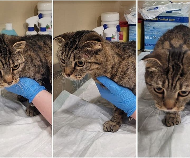Wer vermisst diese süße Tigerkatze