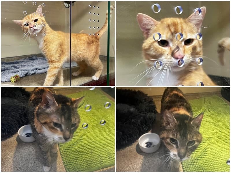 Zwei Fundkatzen