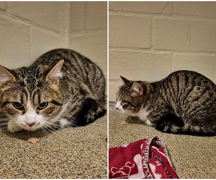 junge Katze in Rhede gefunden